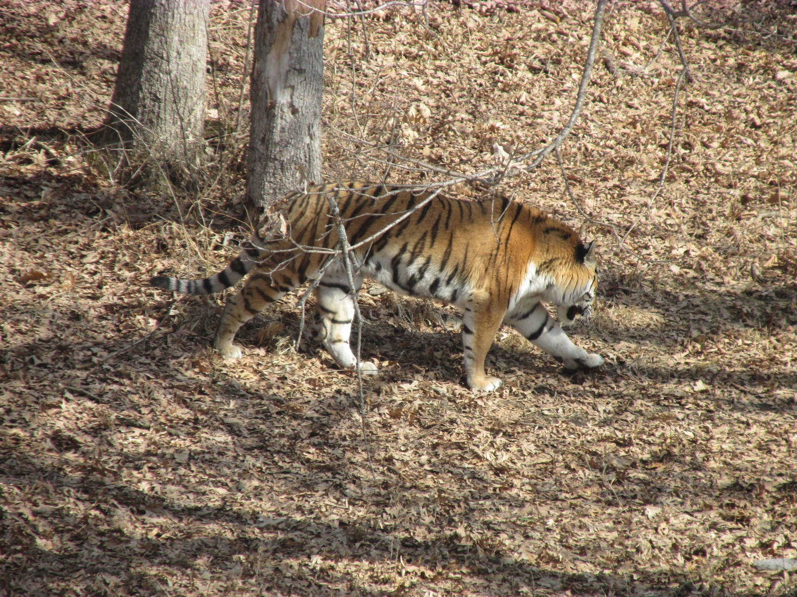 Amur Tiger