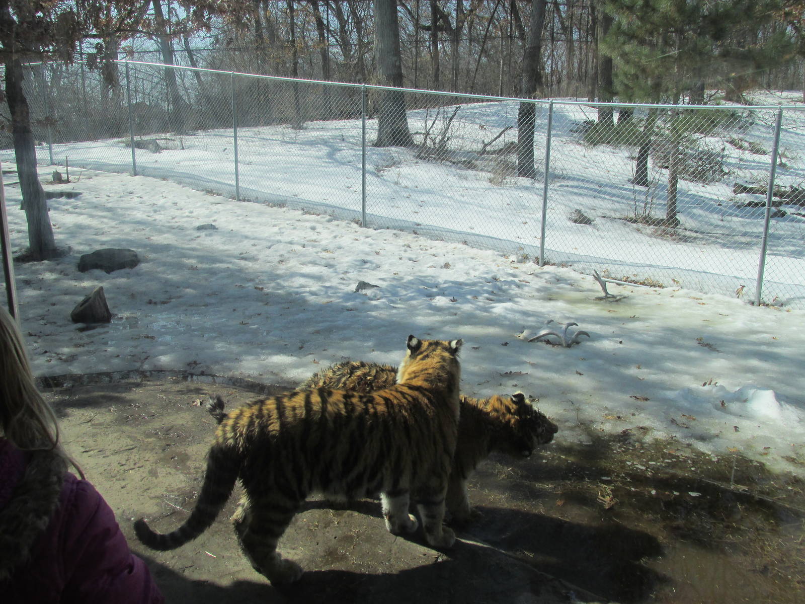 Amur Tiger