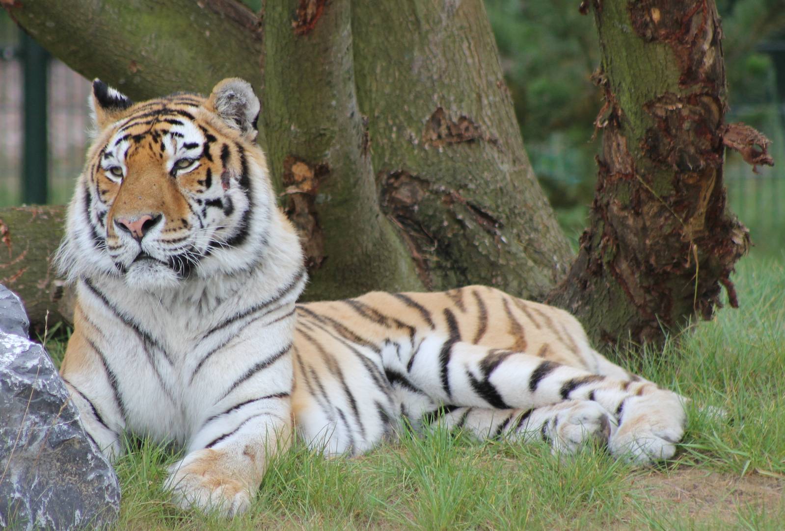 Amur tiger