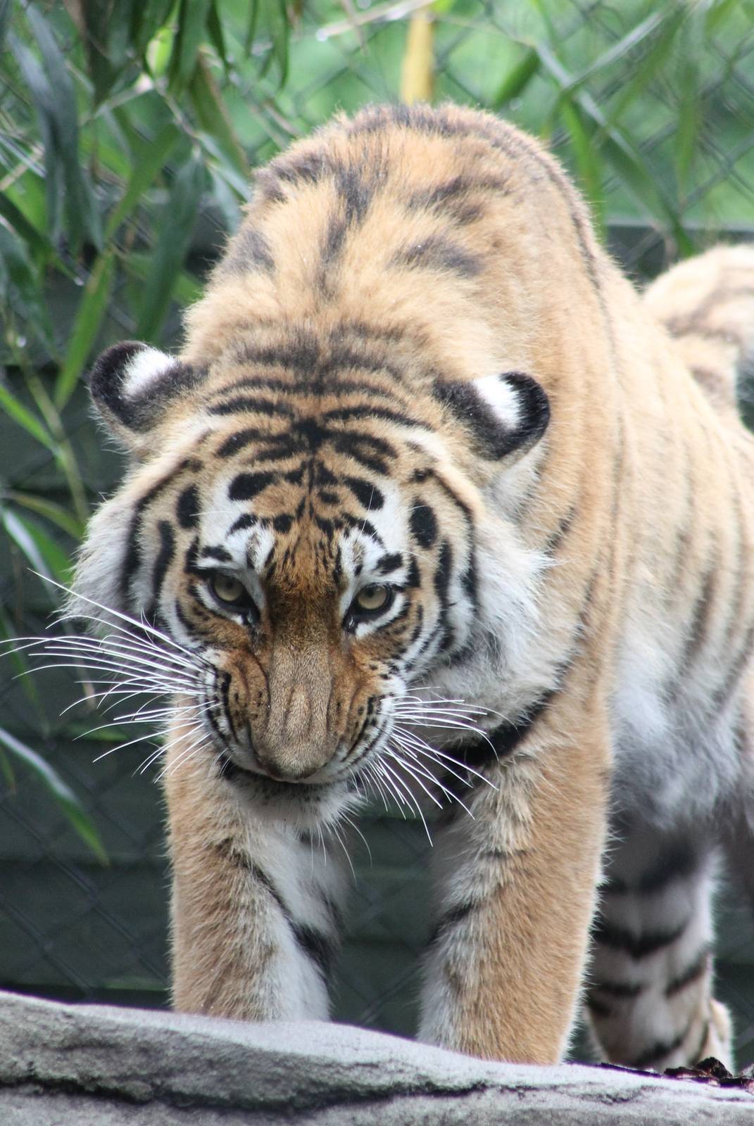 Amur tiger
