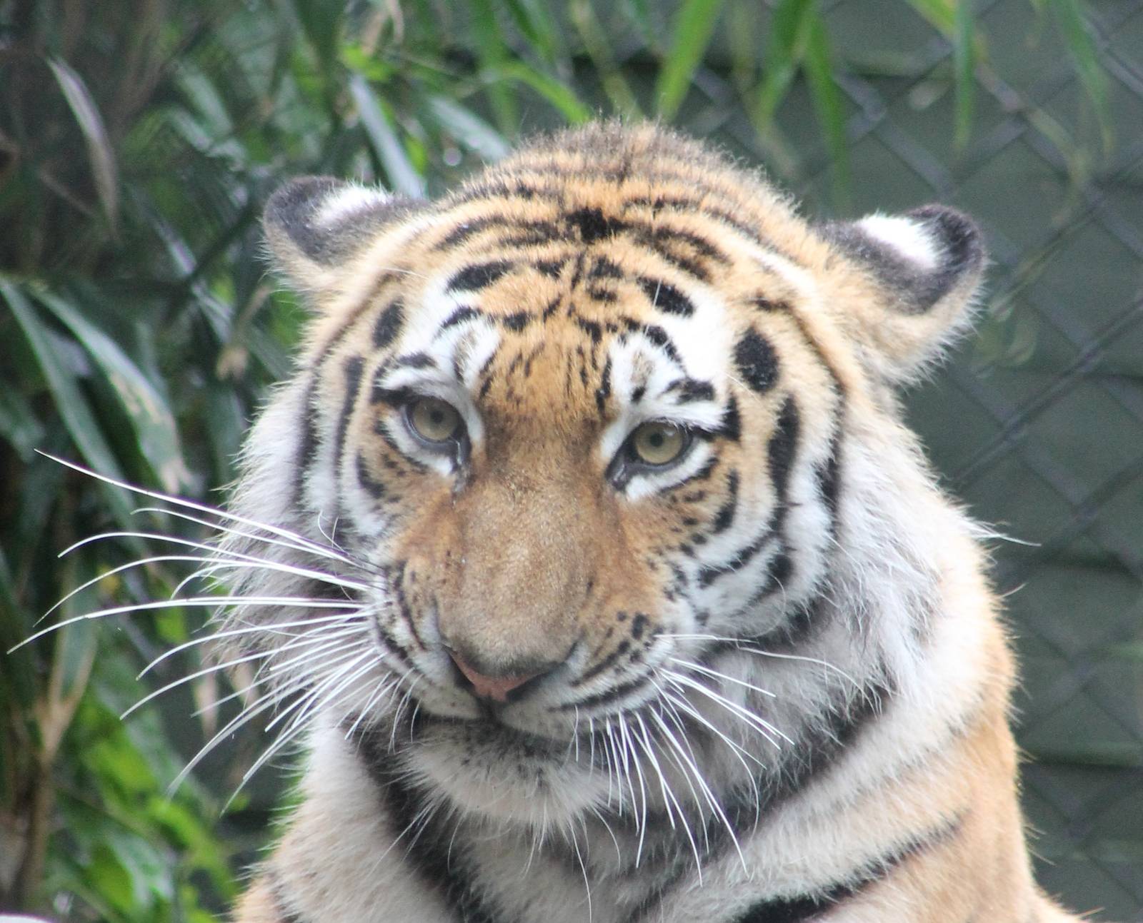 Amur tiger