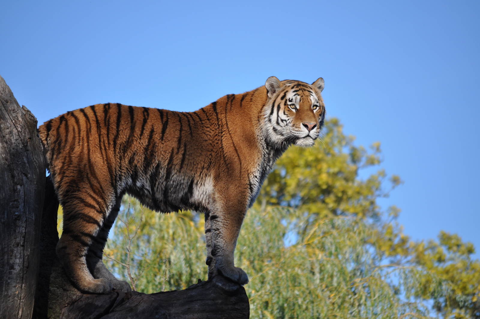 Amur Tiger