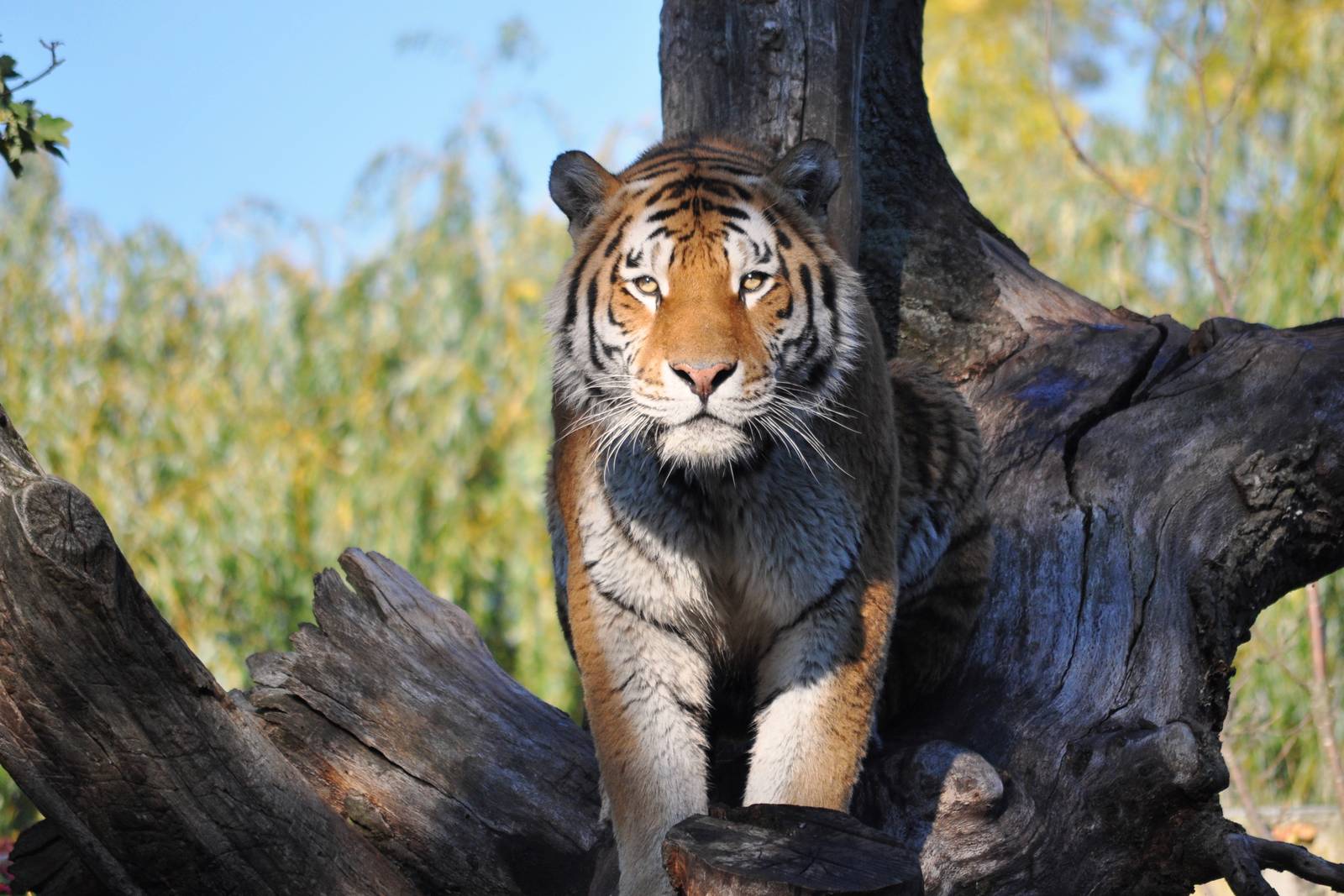Amur Tiger