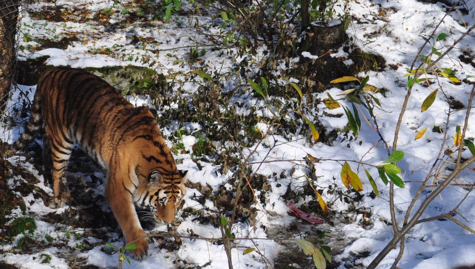 Amur Tiger