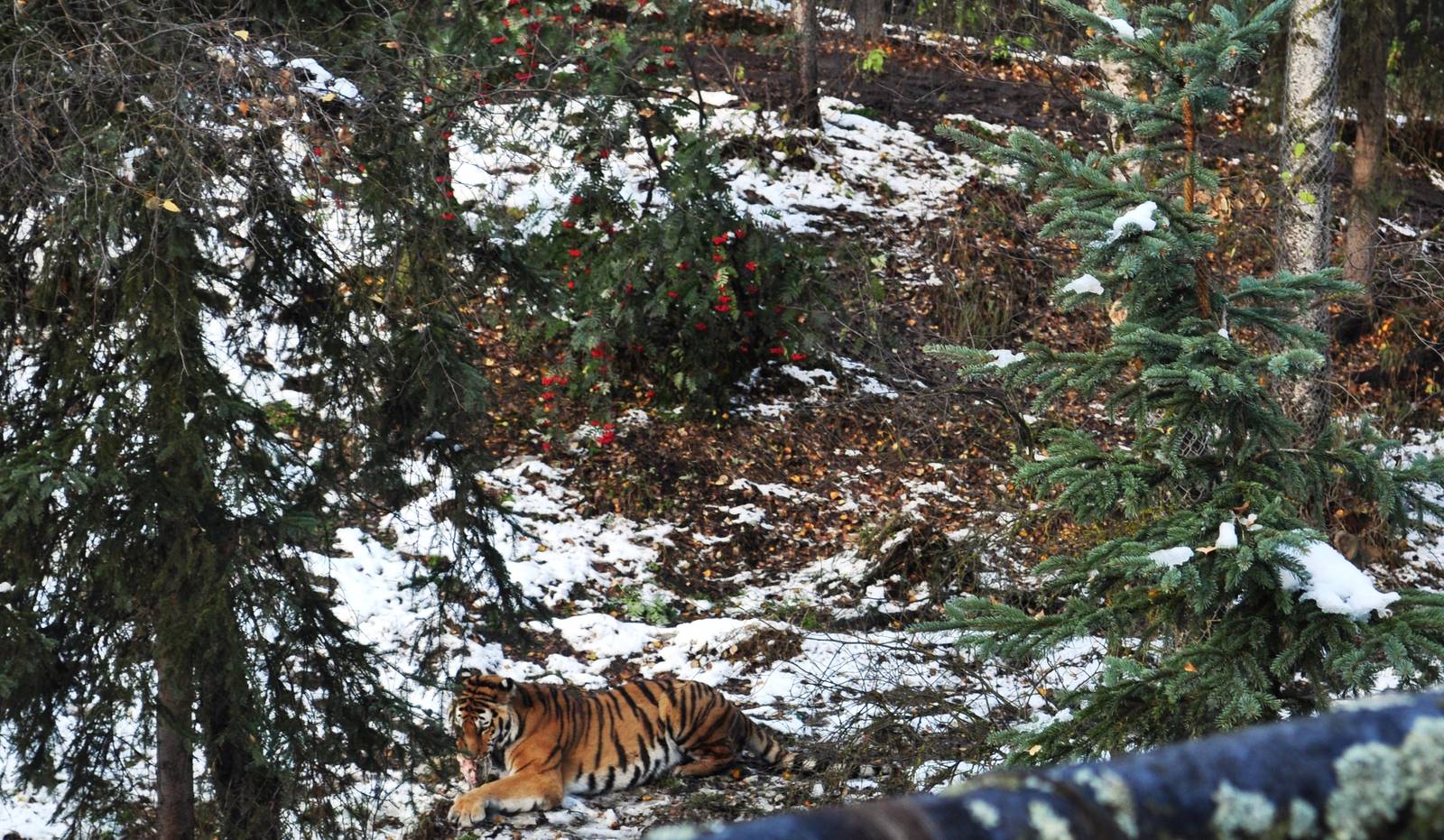 Amur Tiger