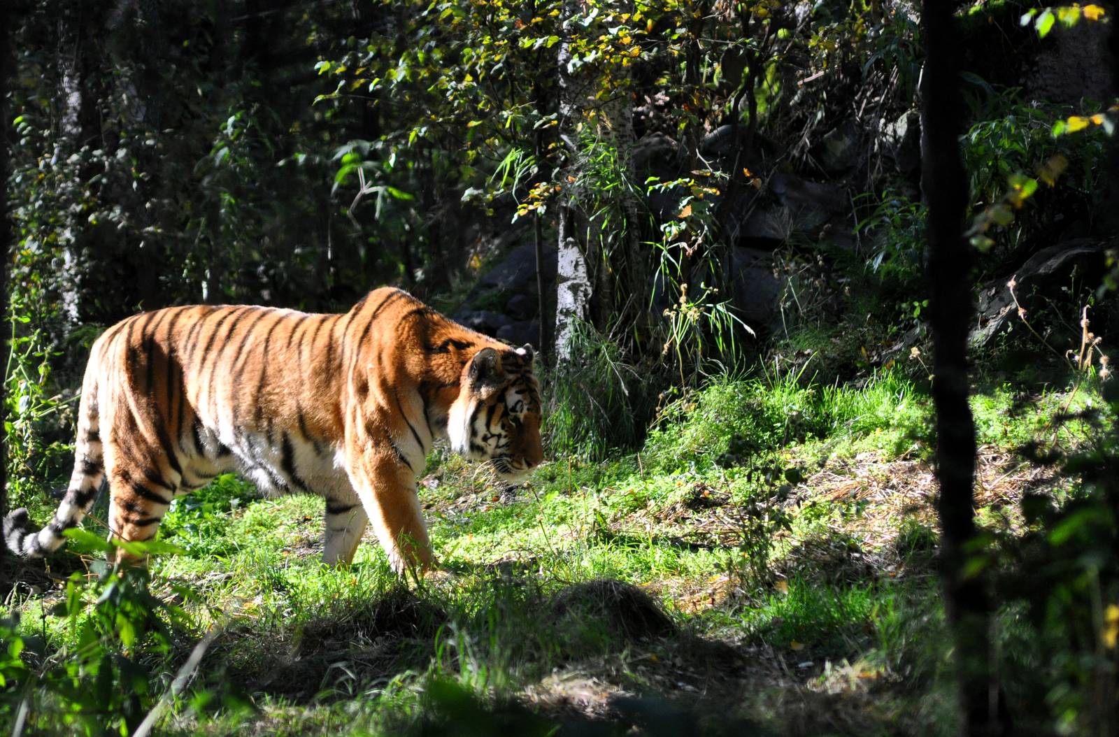 Amur Tiger