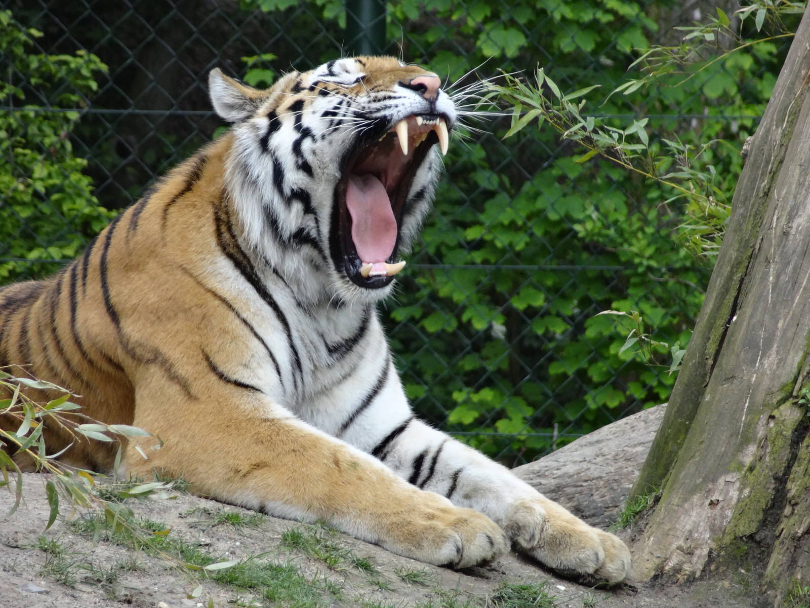 Amur tiger