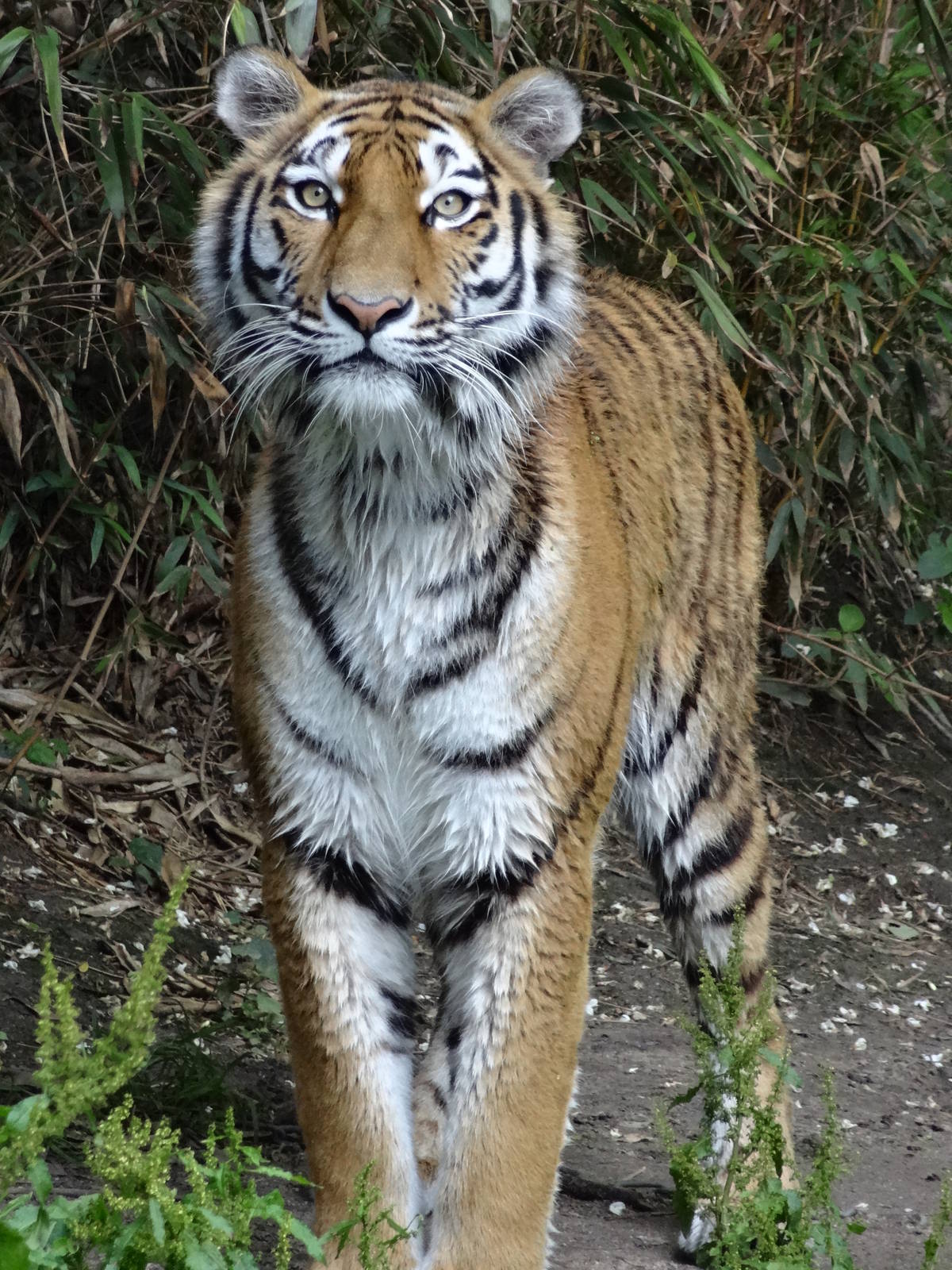 Amur tiger