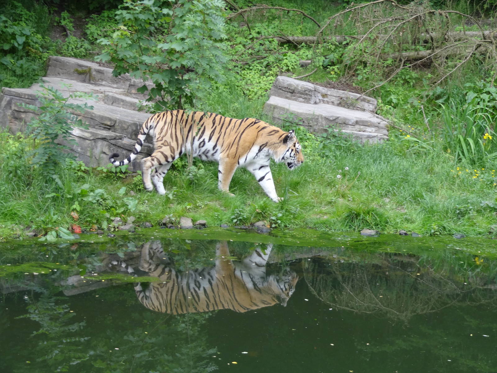 Amur tiger