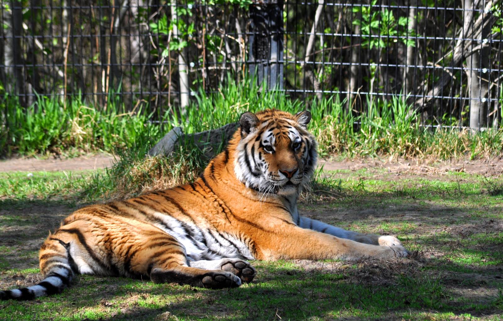 Amur Tiger