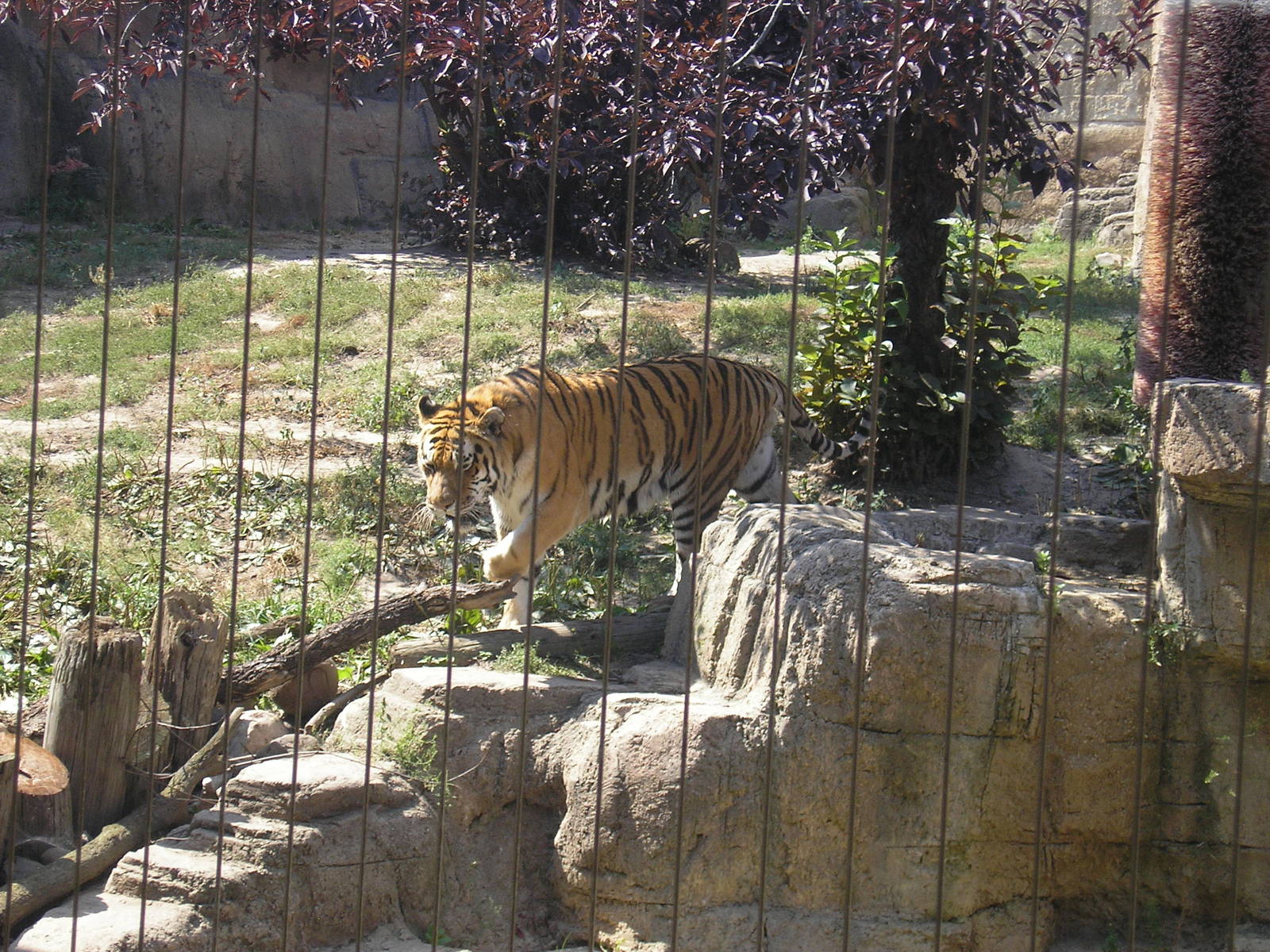 Amur Tiger