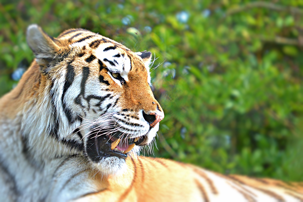 AMUR TIGER