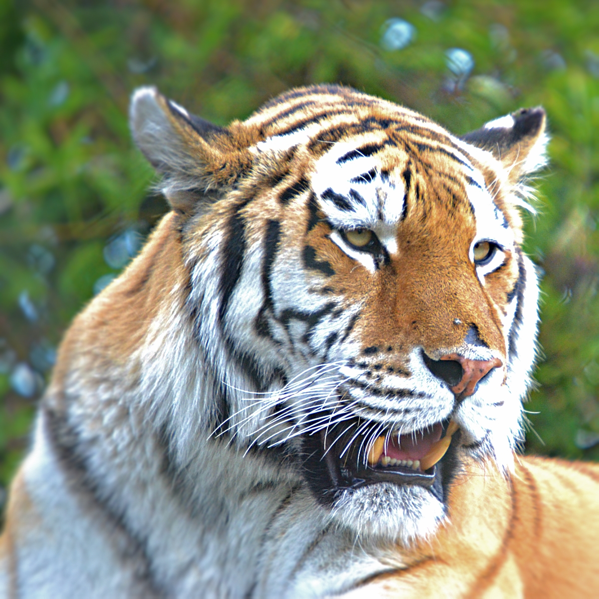 AMUR TIGER