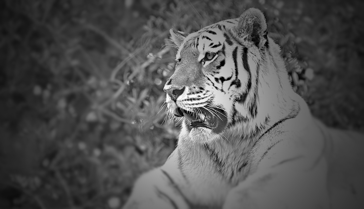 AMUR TIGER