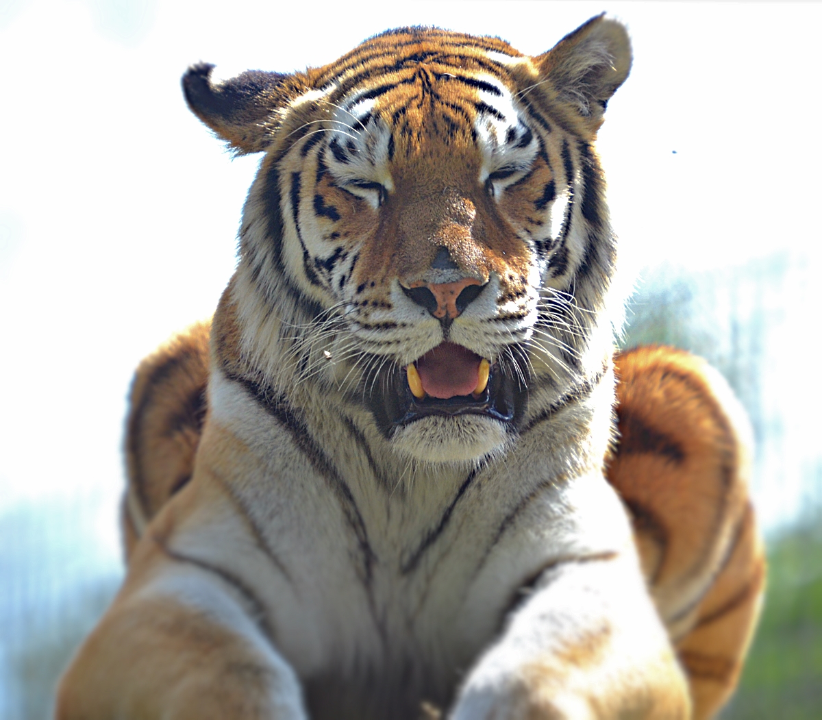 AMUR TIGER