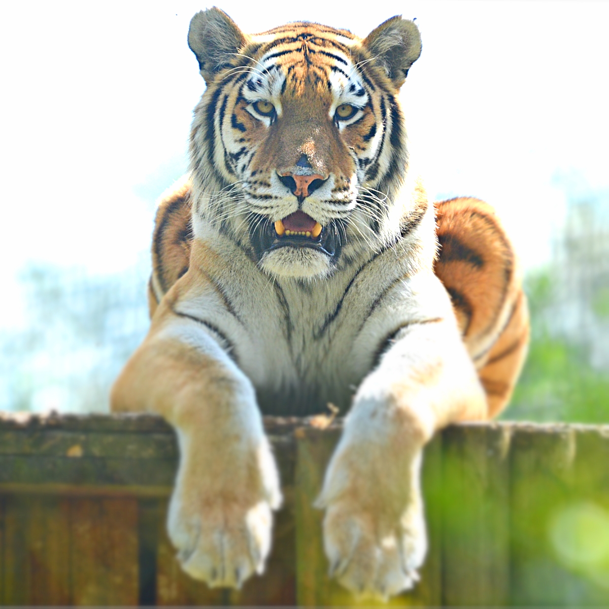 AMUR TIGER