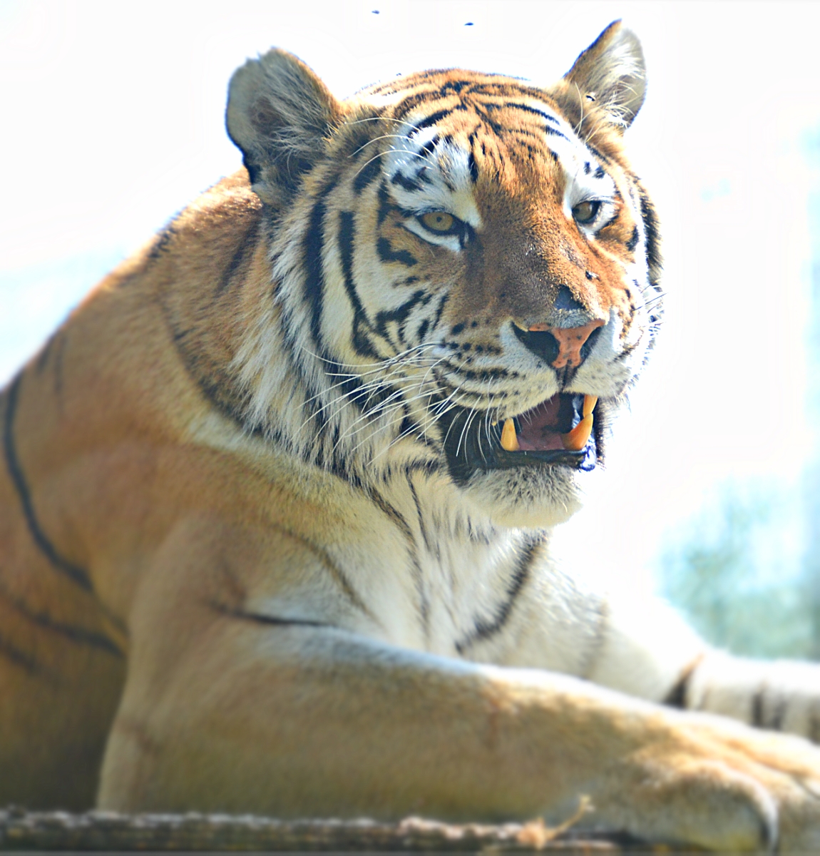 AMUR TIGER