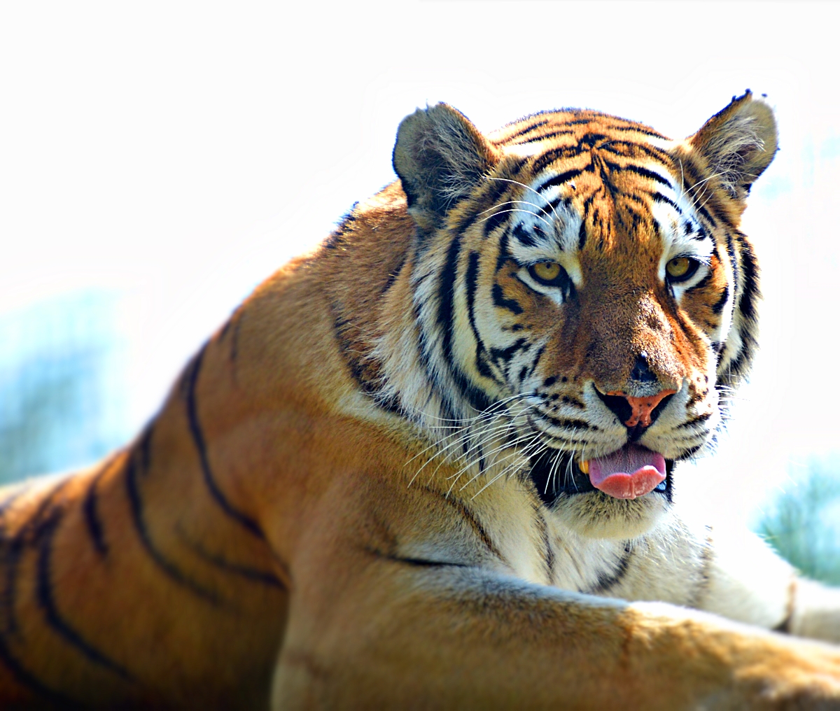AMUR TIGER