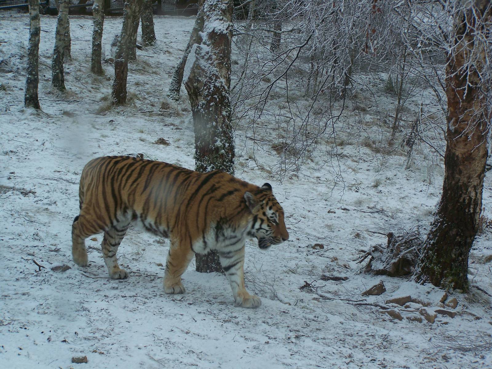 Amur Tiger
