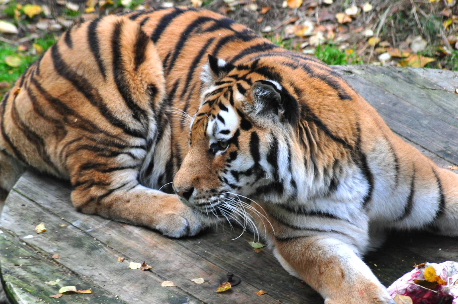 Amur Tiger