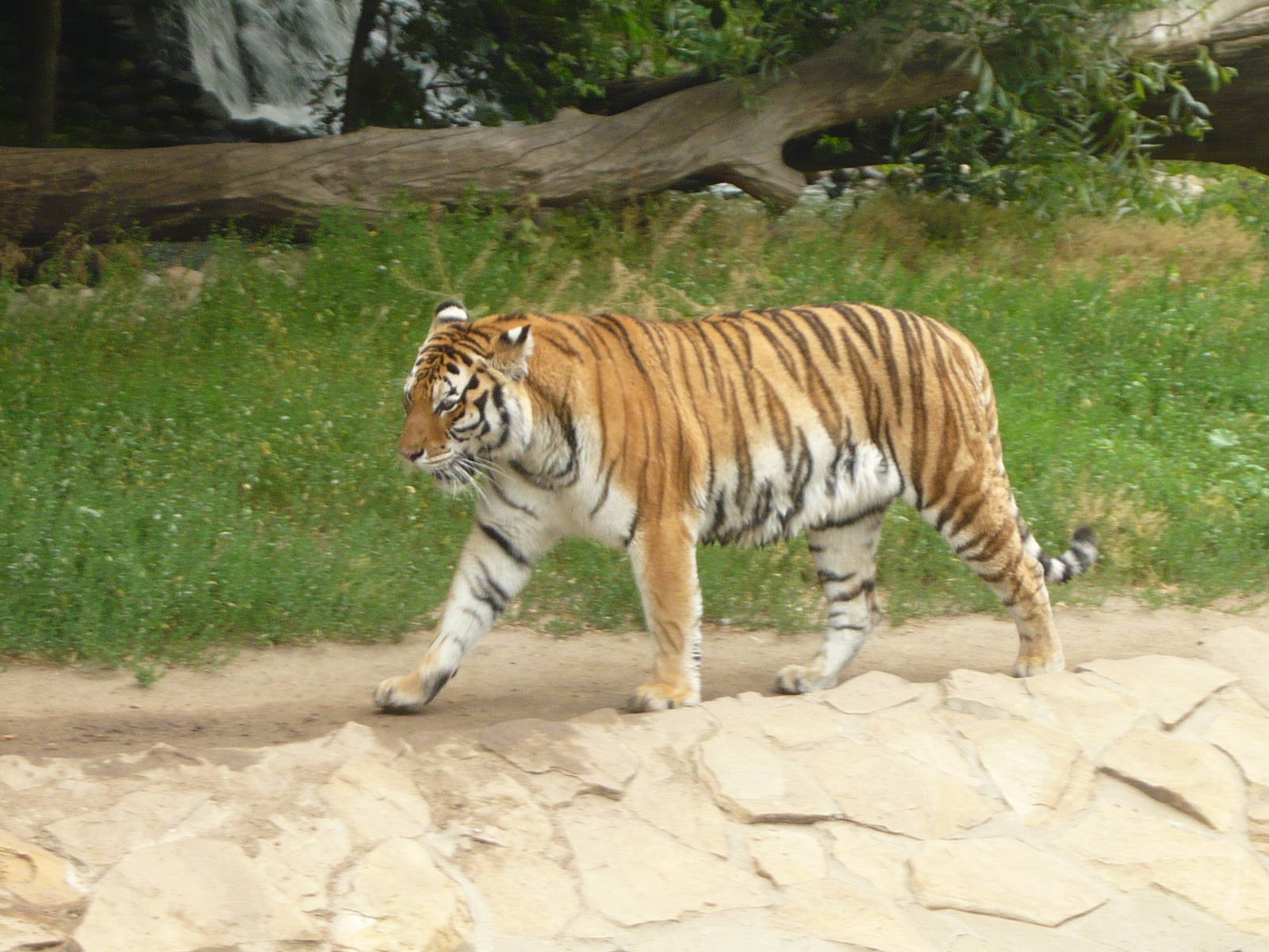 Amur tiger