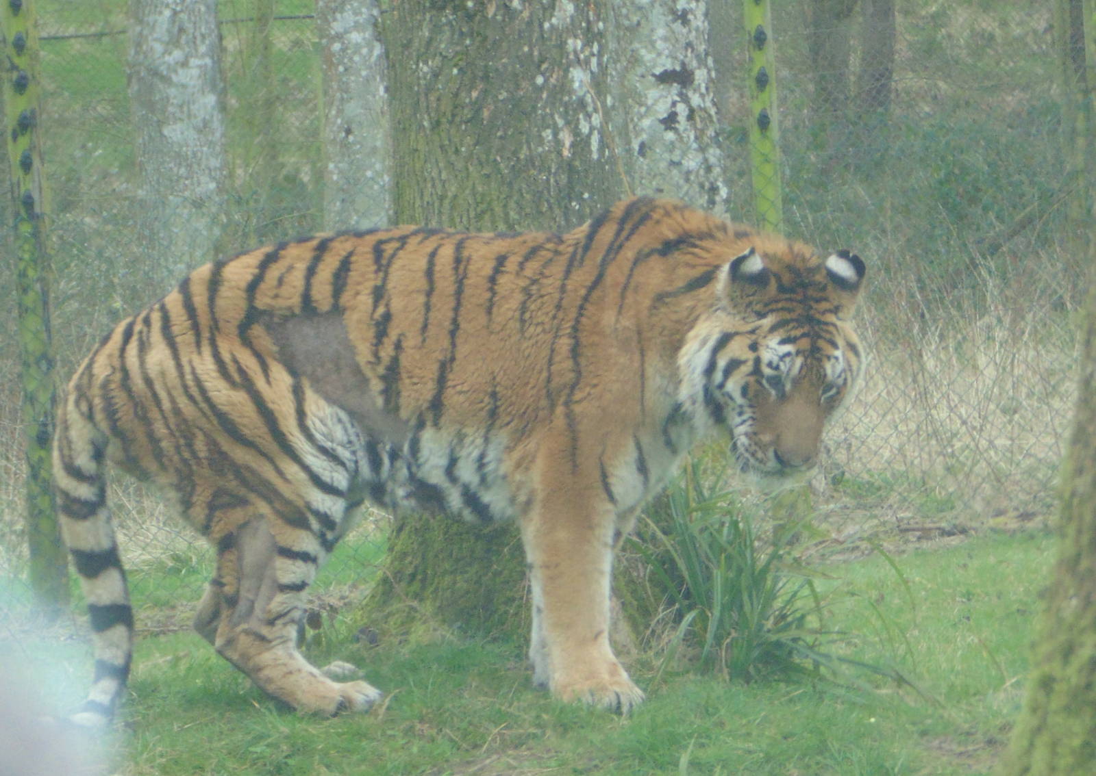 Amur Tiger