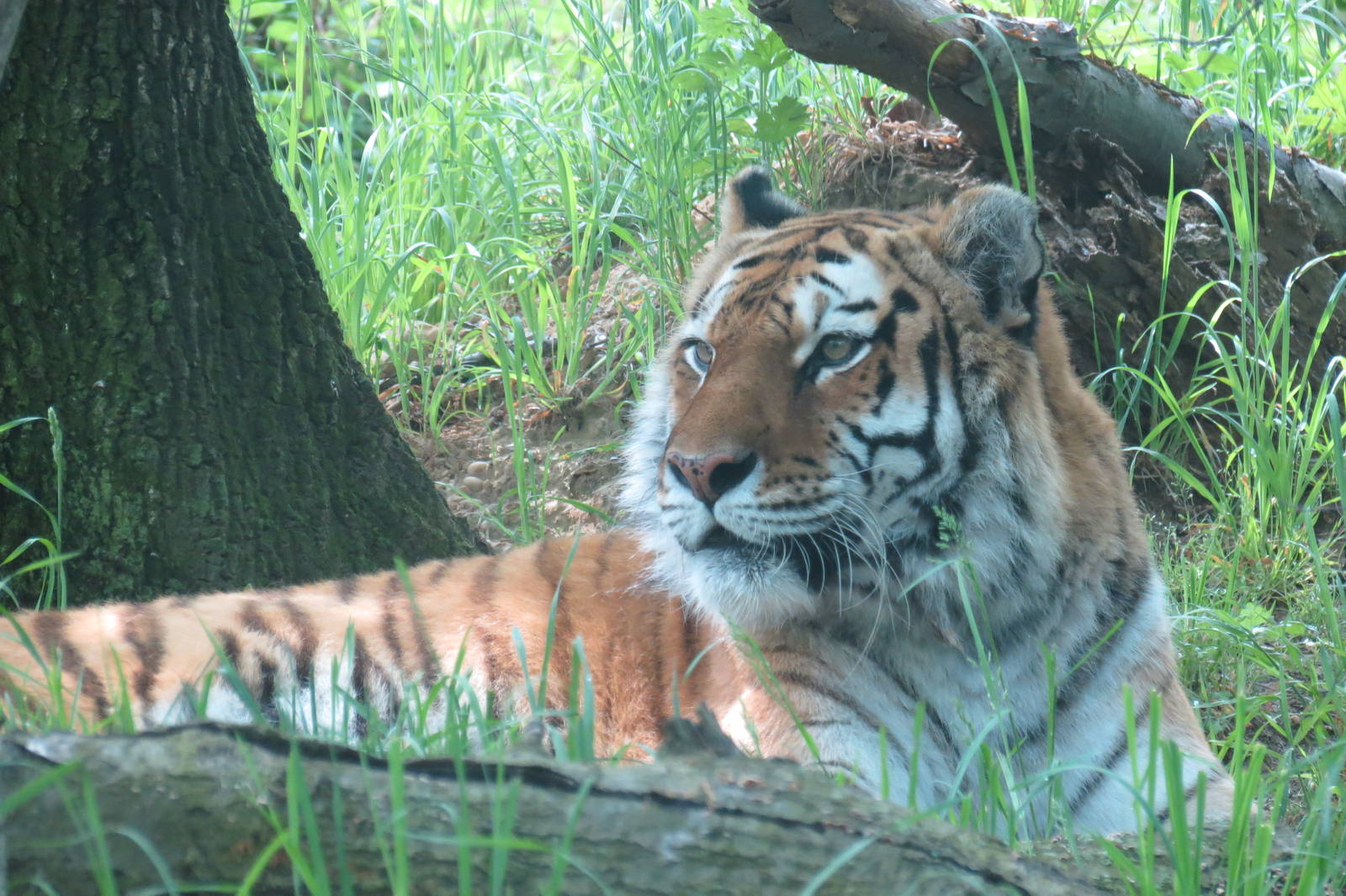 Amur Tiger