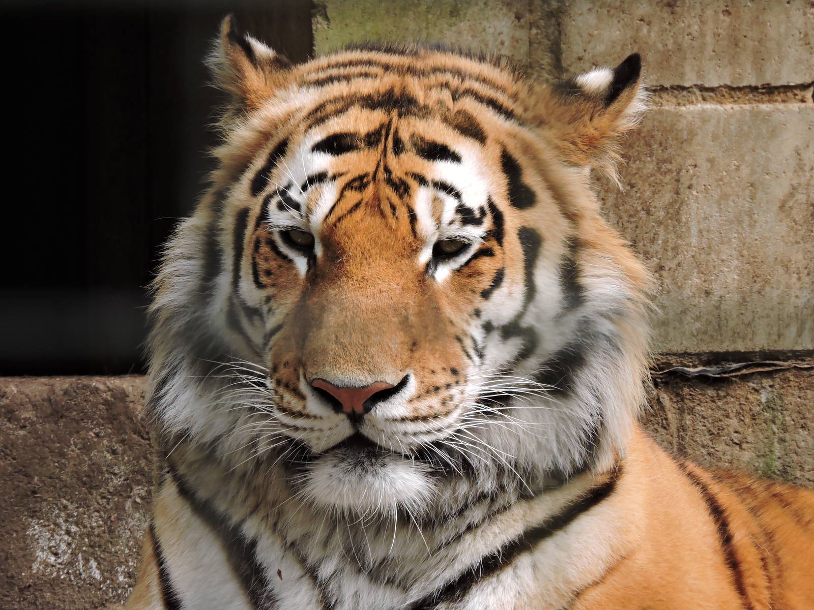 Amur Tiger