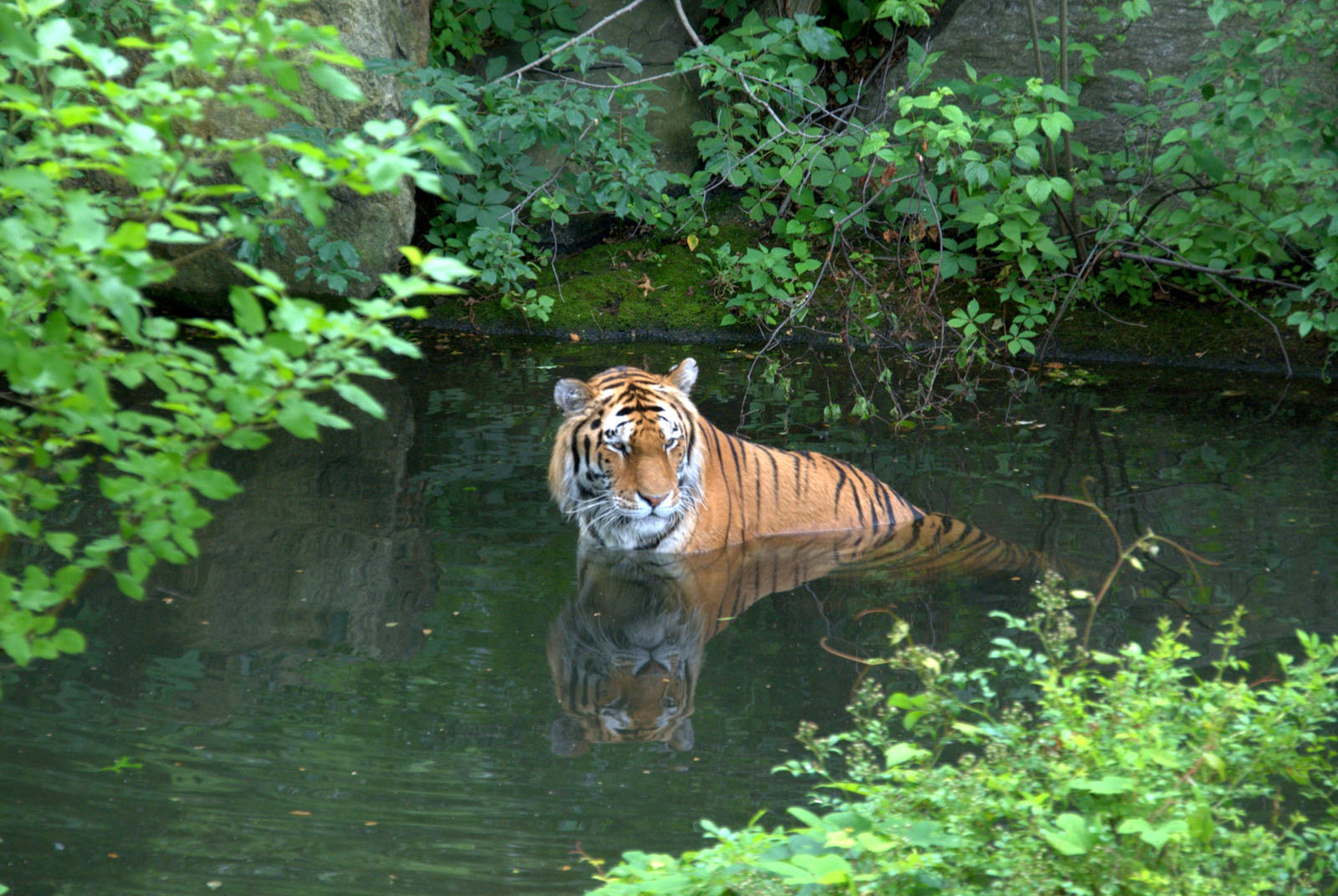 Amur tiger