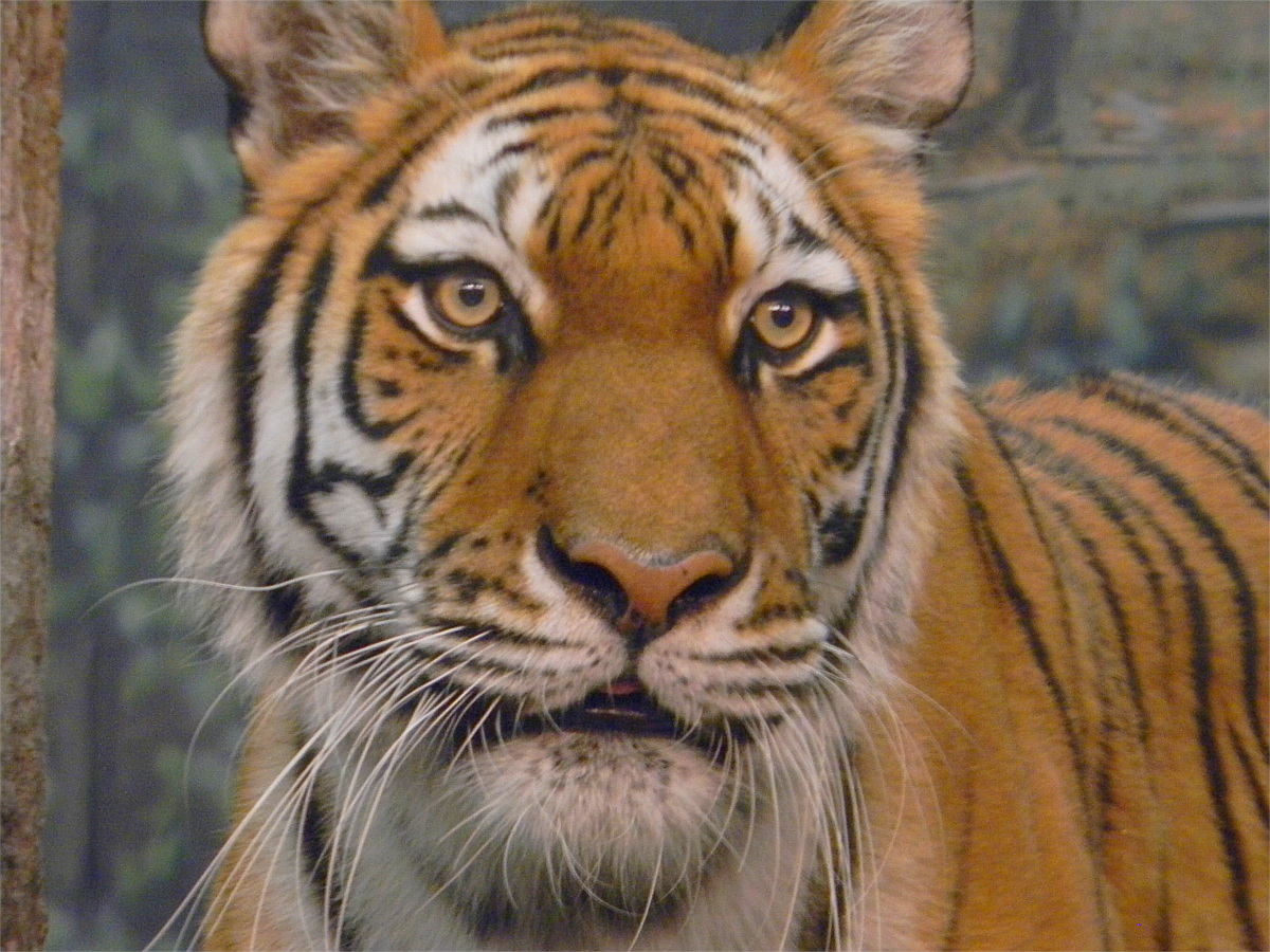 Amur tiger