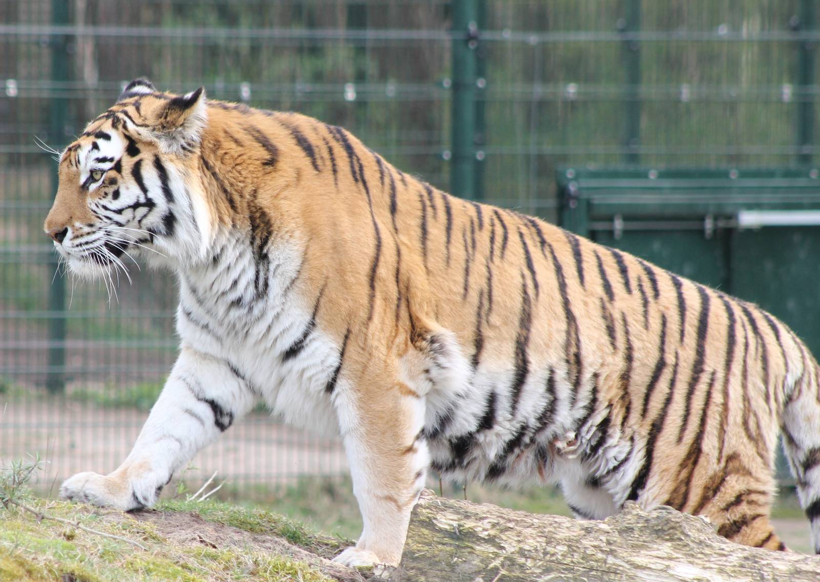 Amur tiger
