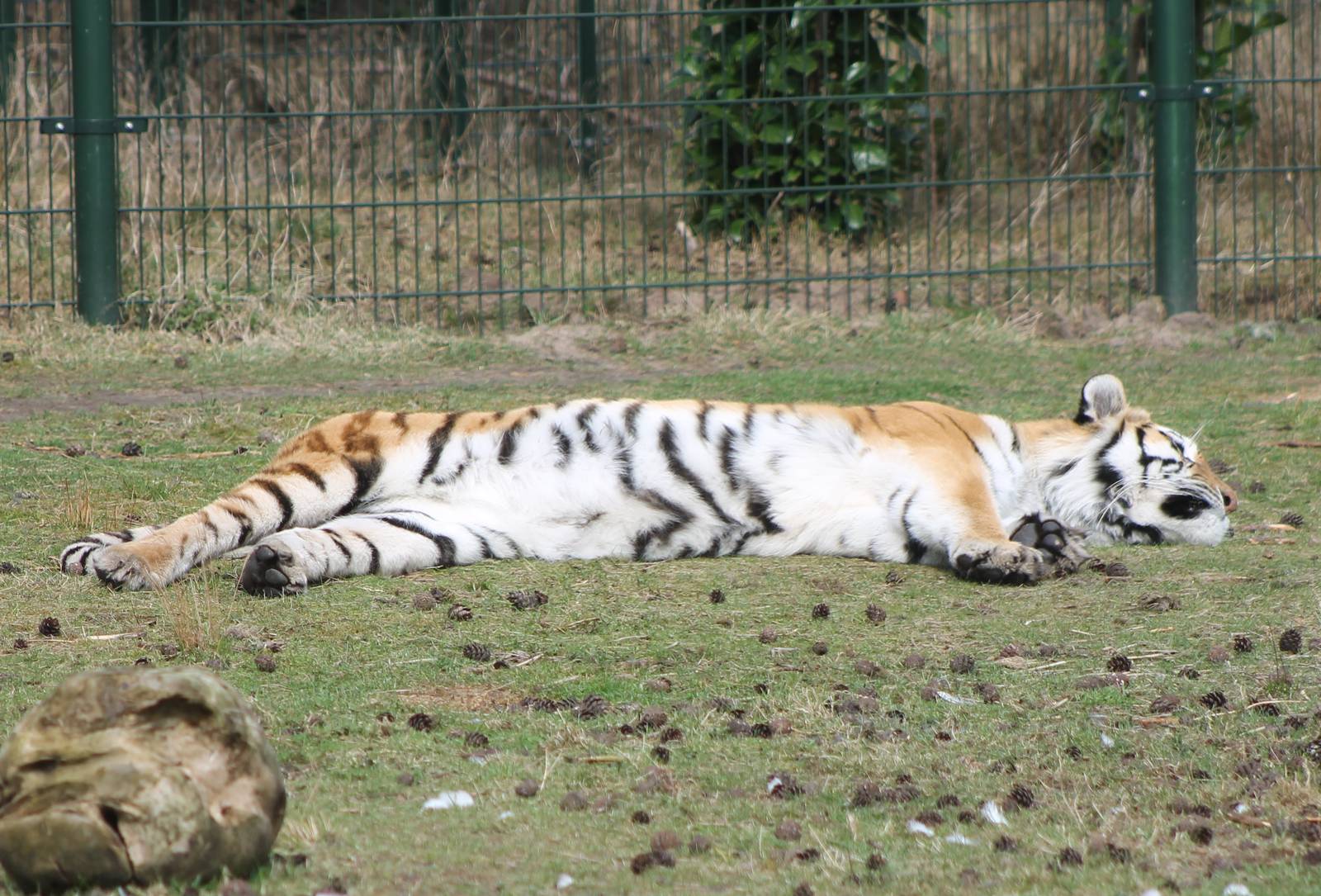 Amur tiger