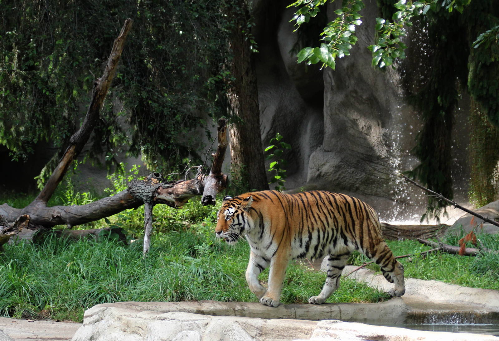 Amur Tiger