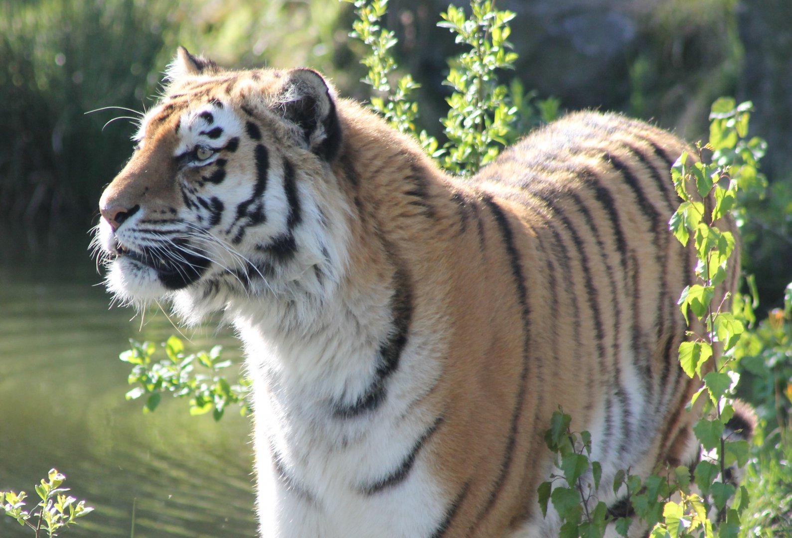 Amur tiger