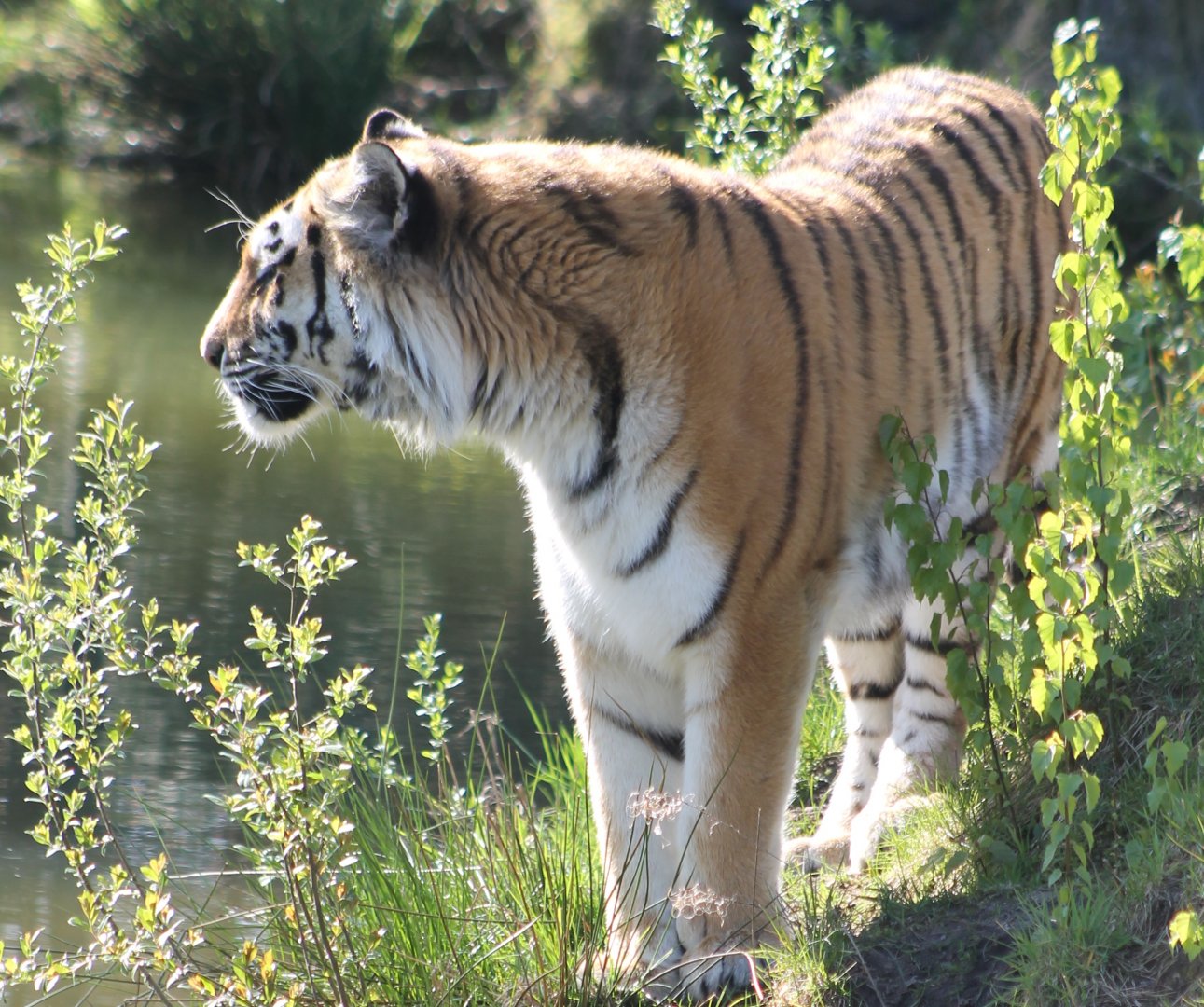 Amur tiger
