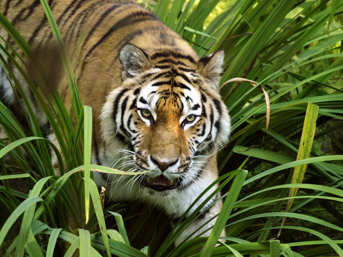 Amur tiger