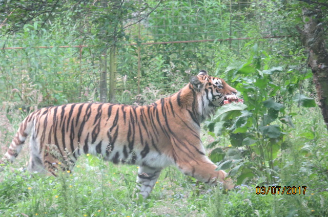 Amur Tiger