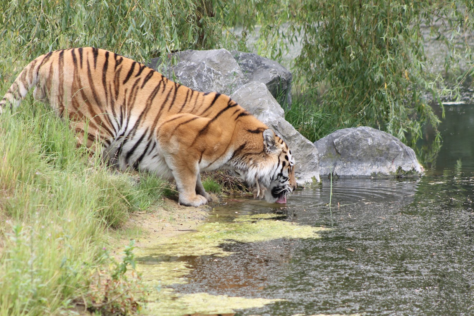 Amur tiger