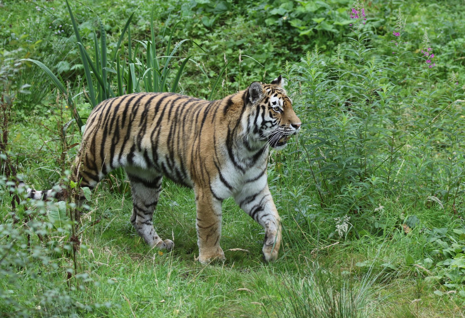 Amur Tiger