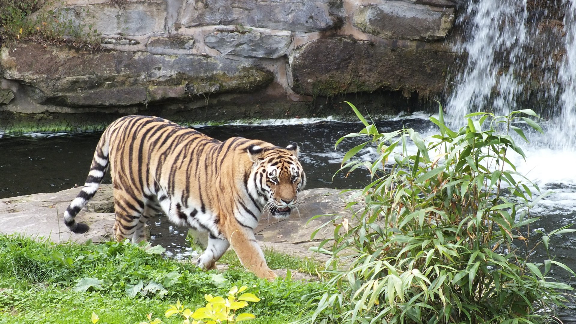Amur Tiger