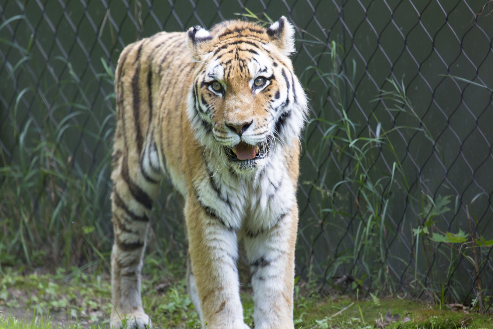 Amur tiger