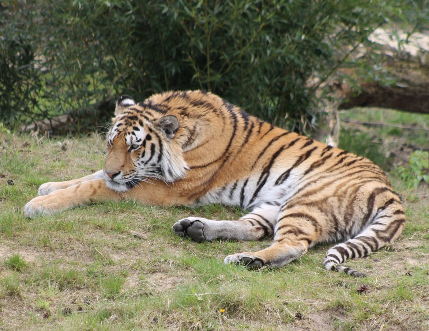 Amur tiger