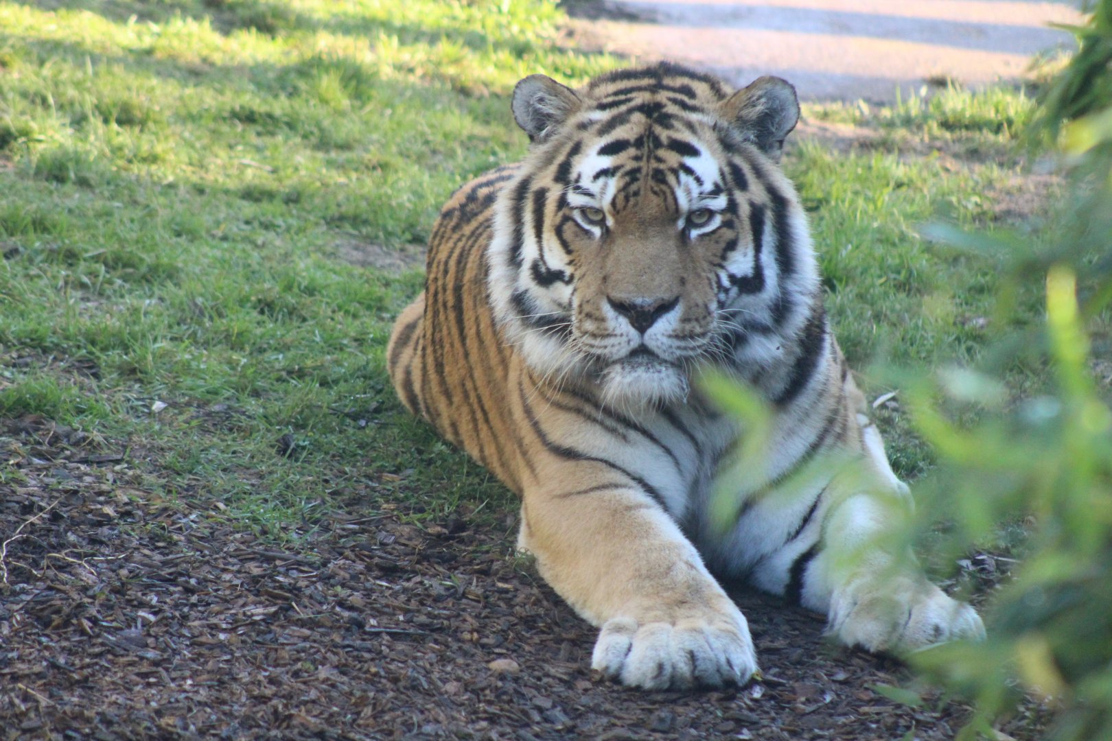 Amur Tiger