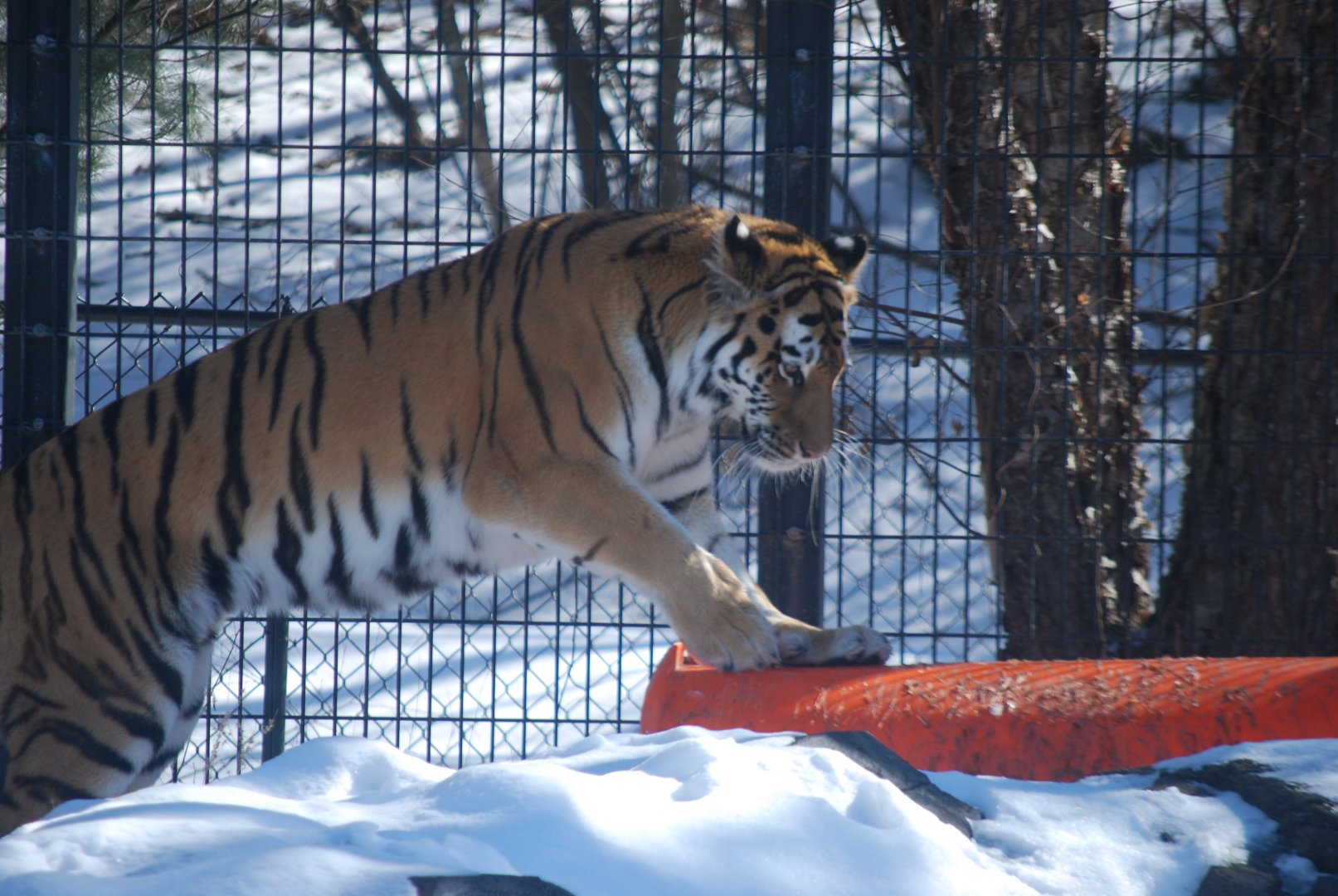 Amur Tiger