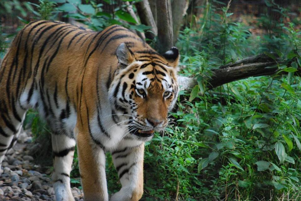 Amur Tiger