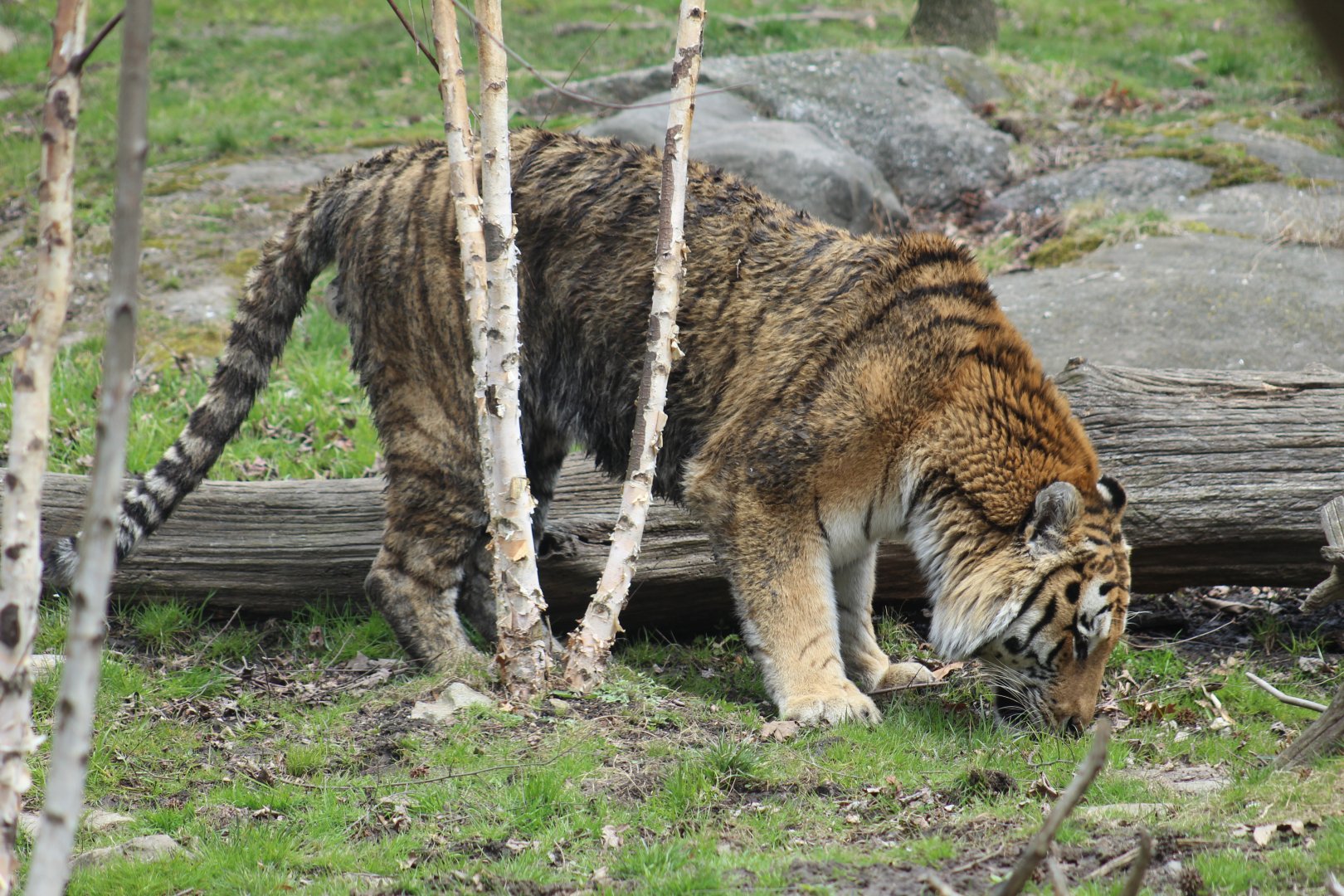 Amur Tiger
