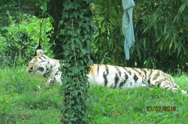 Amur Tiger