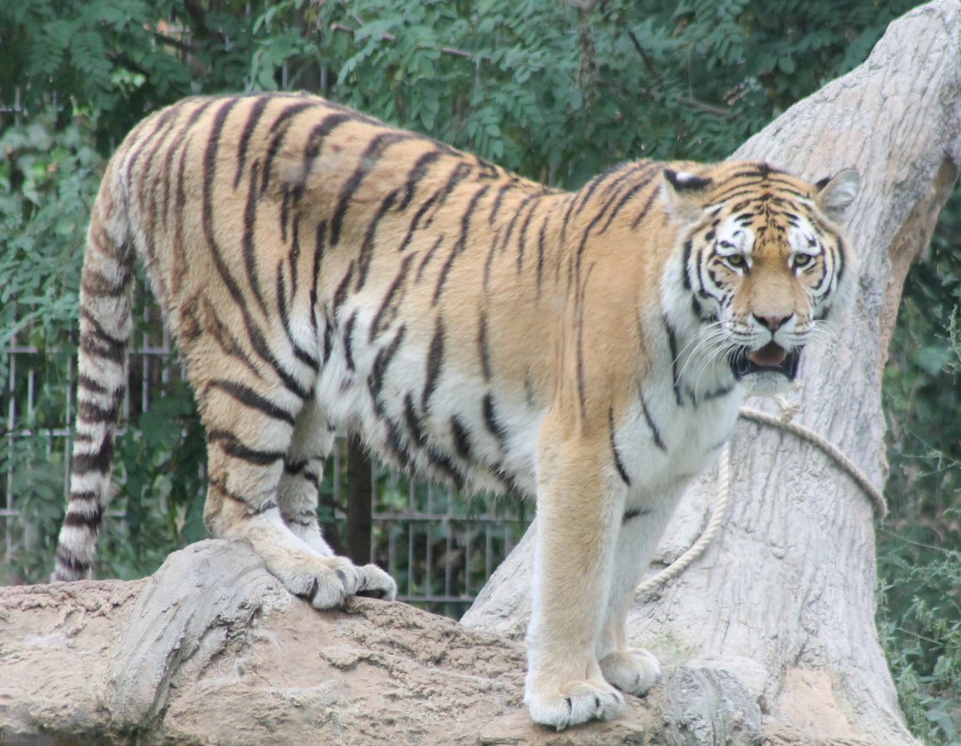 Amur tiger