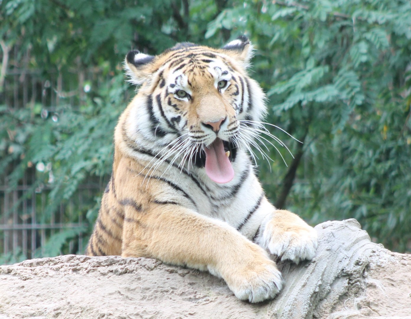 Amur tiger