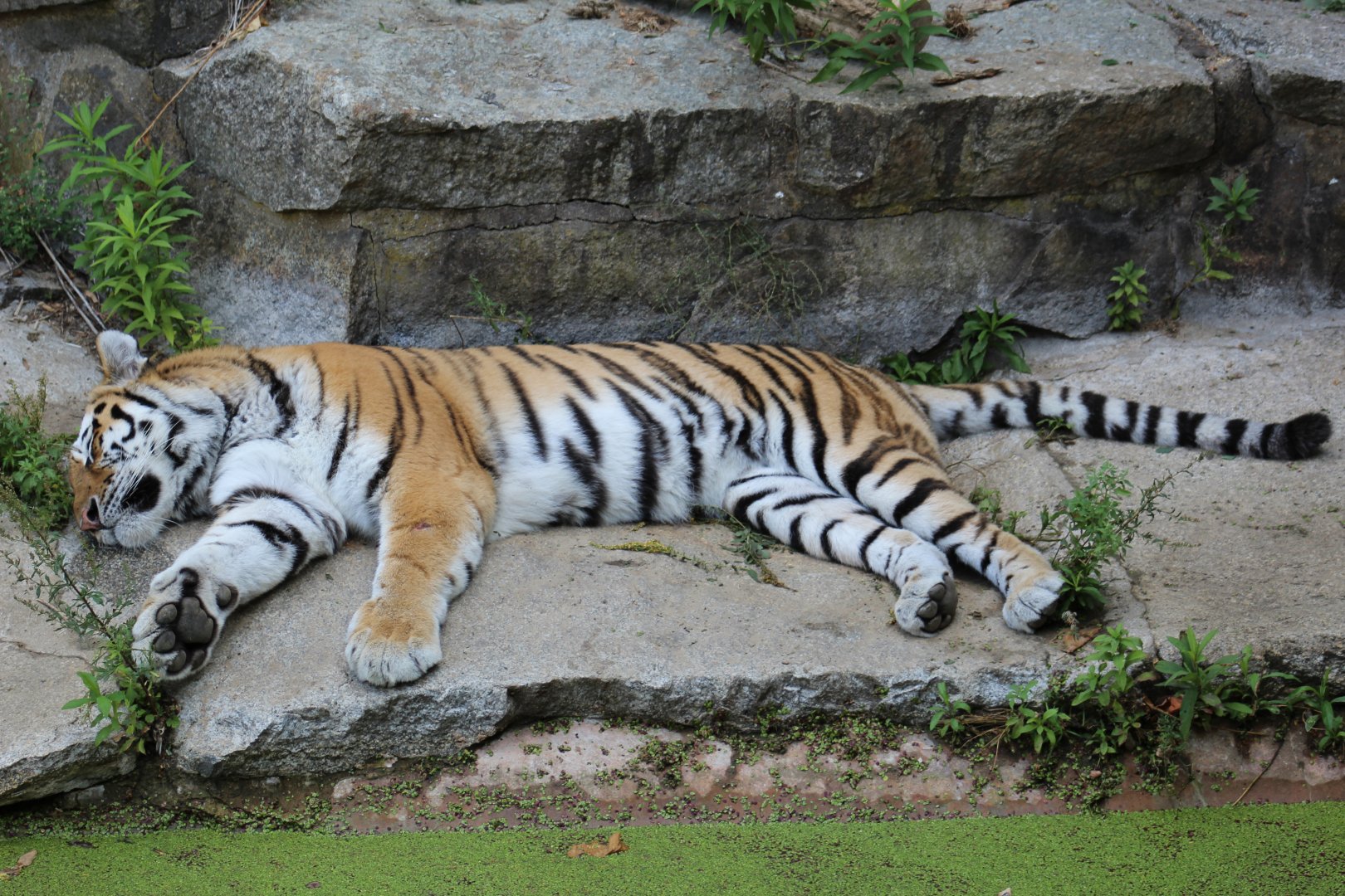 Amur Tiger